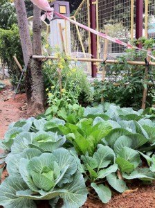 校園種植園裡成熟的蔬菜